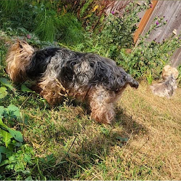 Meet your Posher, Ian - Picture 3 of 3